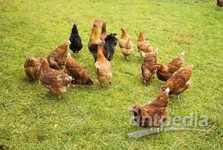 韓國實施家禽產品追溯管理制度 保障食品安全的新舉措