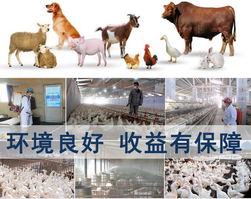 氟苯尼考水溶性粉 家禽水產養殖的抗生素應用與屠宰安全規范