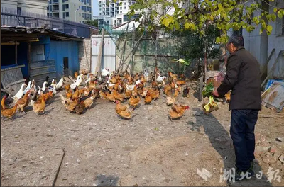 武漢“養雞第一鎮”升級轉型 從家禽屠宰邁向寵物經濟新藍海