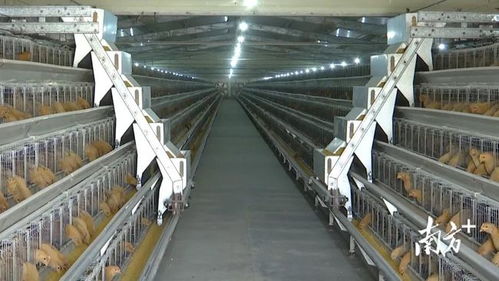 韶關翁源年屠宰加工1100萬羽黃肉雞建設項目即將動工，助力家禽屠宰產業升級