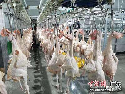 直擊1億國雞存亡 廣東養殖核心區調整禁養范圍與家禽屠宰變革