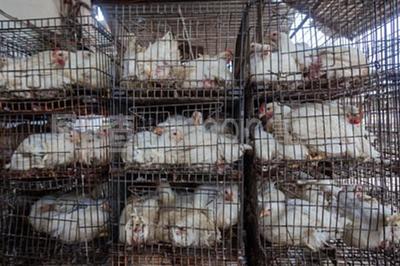 家禽屠宰場 現代食品工業的精細鏈條