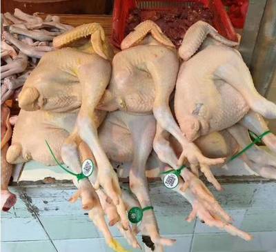 家禽屠宰追溯系統 食品安全從二維碼腳環標識開始