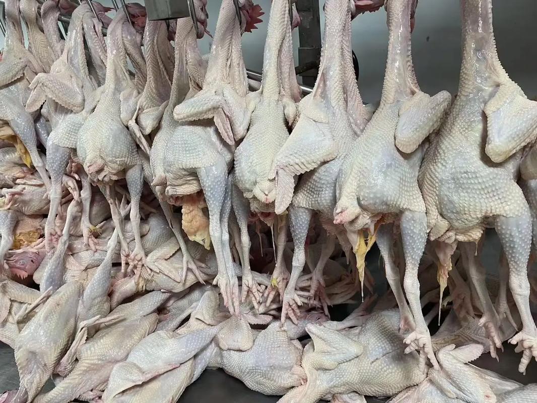 家禽屠宰 從源頭到終端的品質保障與現代轉型